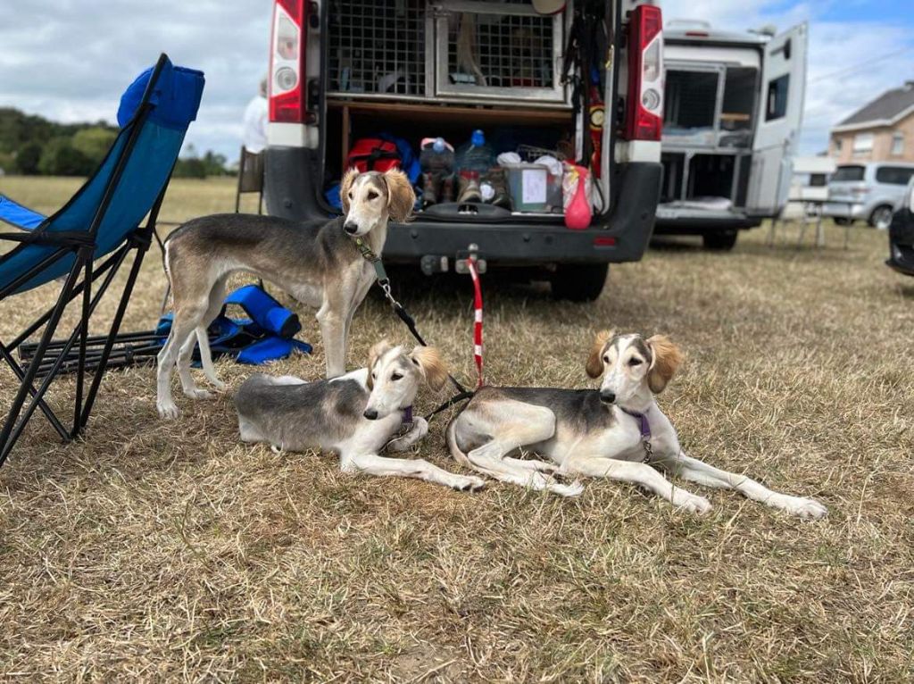 chiot Saluki Enkidou