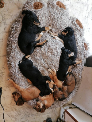 CHIOT 1