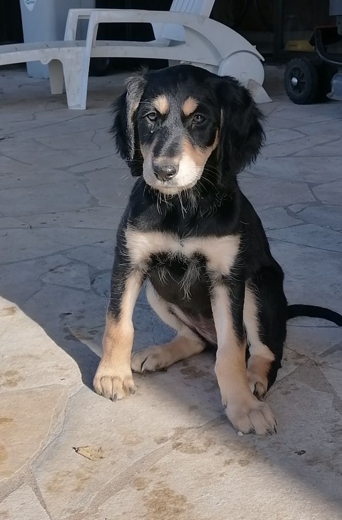 Enkidou - Chiots disponibles - Saluki